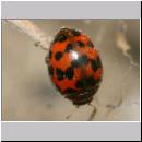 Synharmonia conglobata - Kugeliger Marienkaefer 01a 4mm.jpg